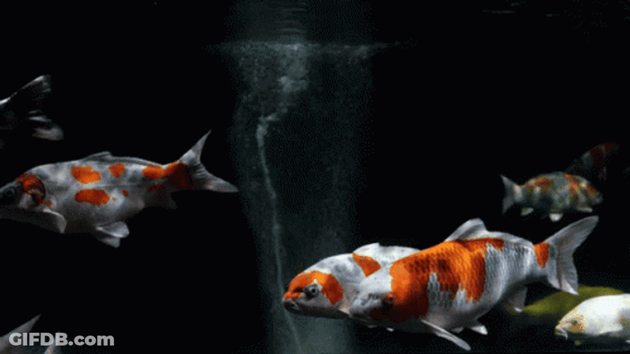 Cinematic Kio Fish Swimming GIF