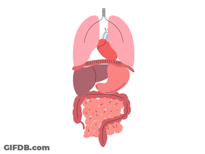 Circulatory System And Organ Function GIF