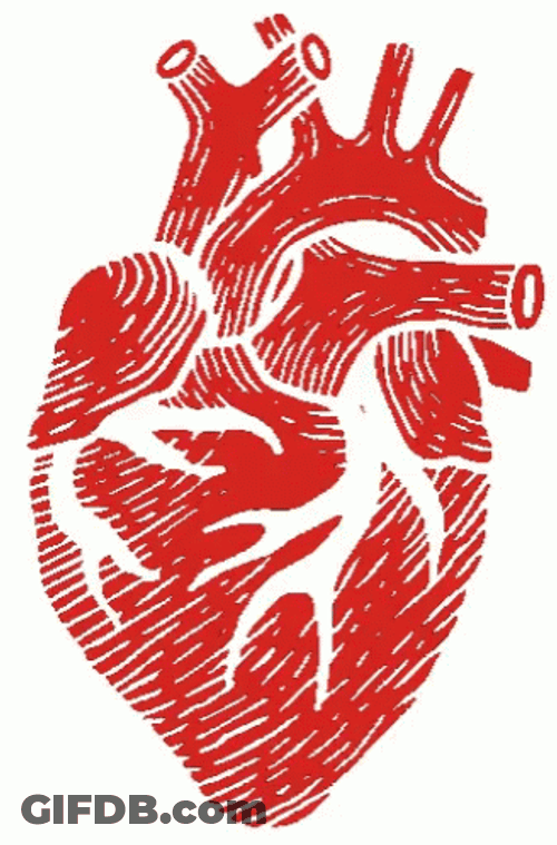 Circulatory System Beautifully Crafted Heart Pumping Blood GIF