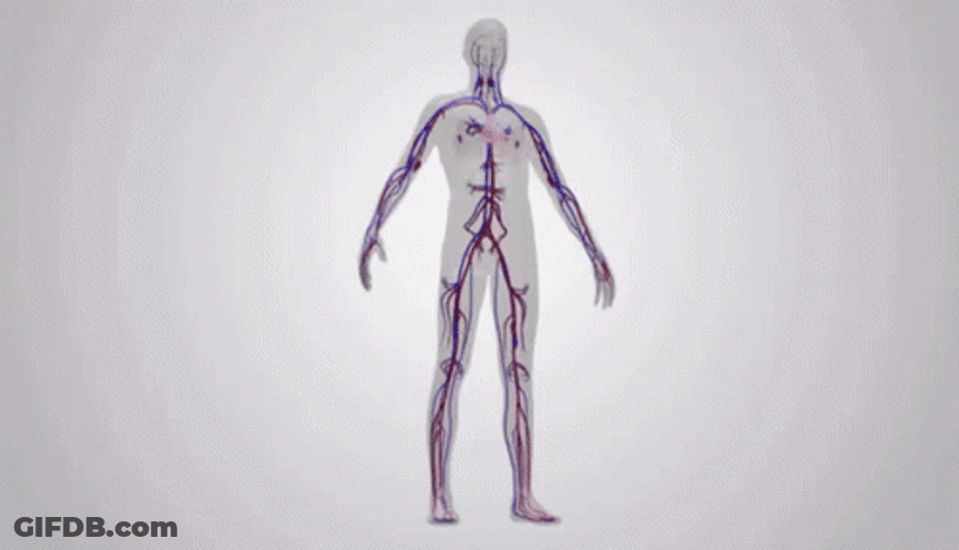 Circulatory System Continuous Operation Throughout The Body GIF