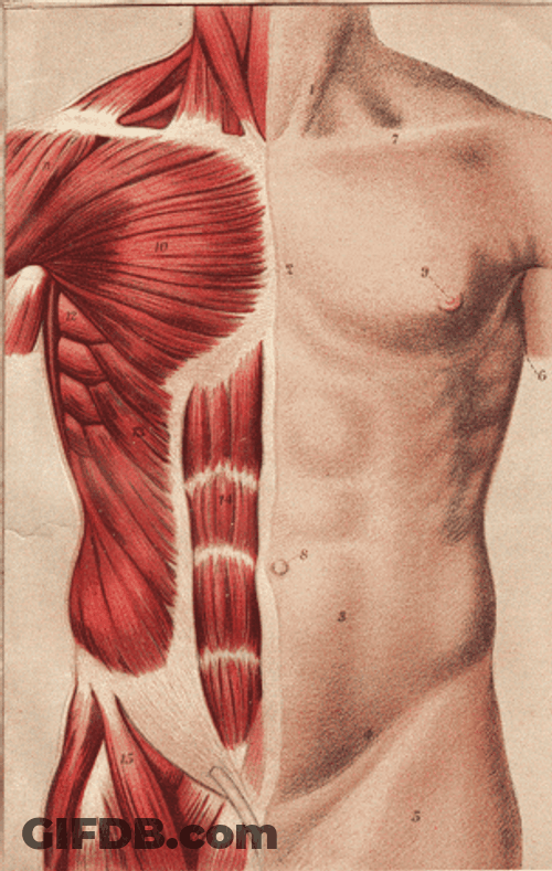 Circulatory System Delicate Balance GIF