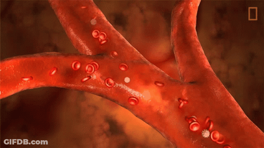Circulatory System Delivering Oxygen And Nutrients GIF