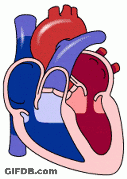 Circulatory System Healthy Heart Pumping Blood GIF