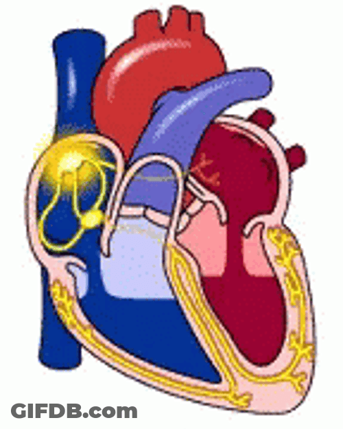 Circulatory System Heart's Complex Processes GIF