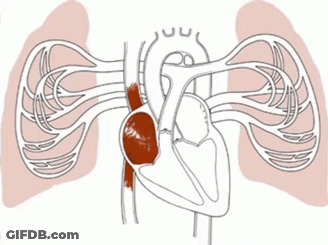 Circulatory System In Pumping Blood And Nutrients GIF