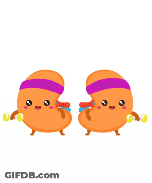 Circulatory System Kidneys Cheering Lots Oxygen GIF