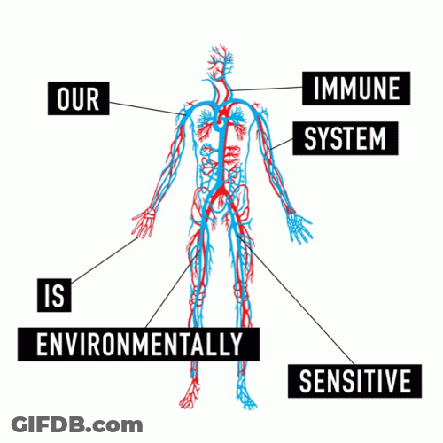 Circulatory System Remarkable Vital Functions GIF