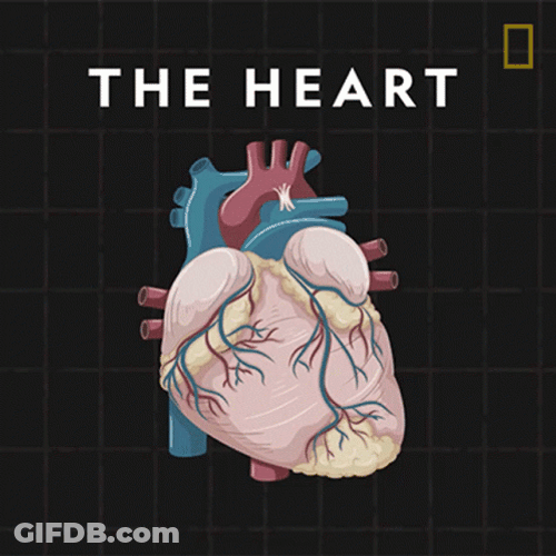 Circulatory System The Heart GIF
