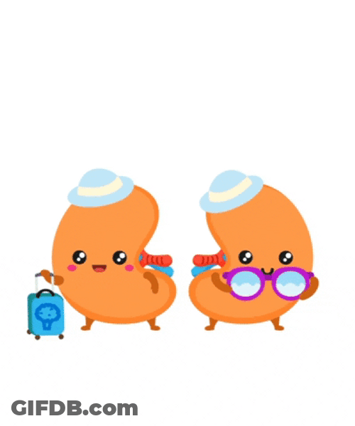 Circulatory System Two Kidneys Feeling Good GIF