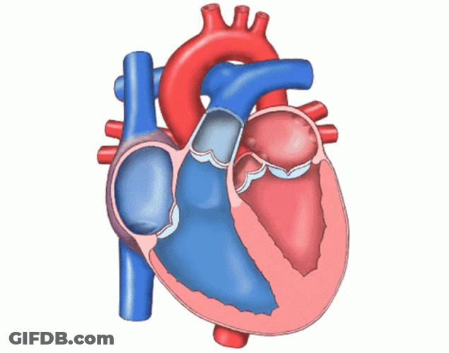 Circulatory System With Arrow Nutrients Passage GIF