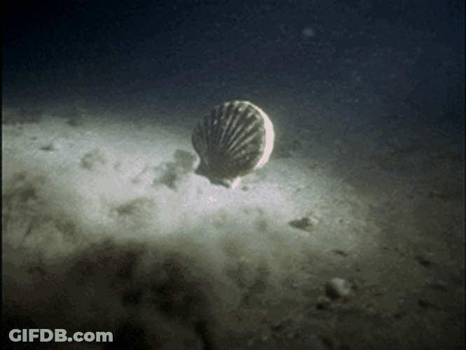 Clam Clap Swimming GIF