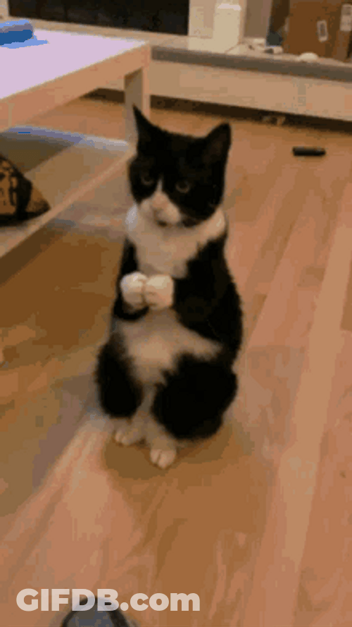 Clapping Cute Cat GIF
