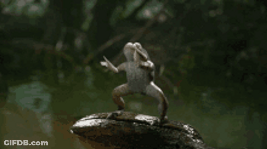 Clapping Frog Cheering GIF