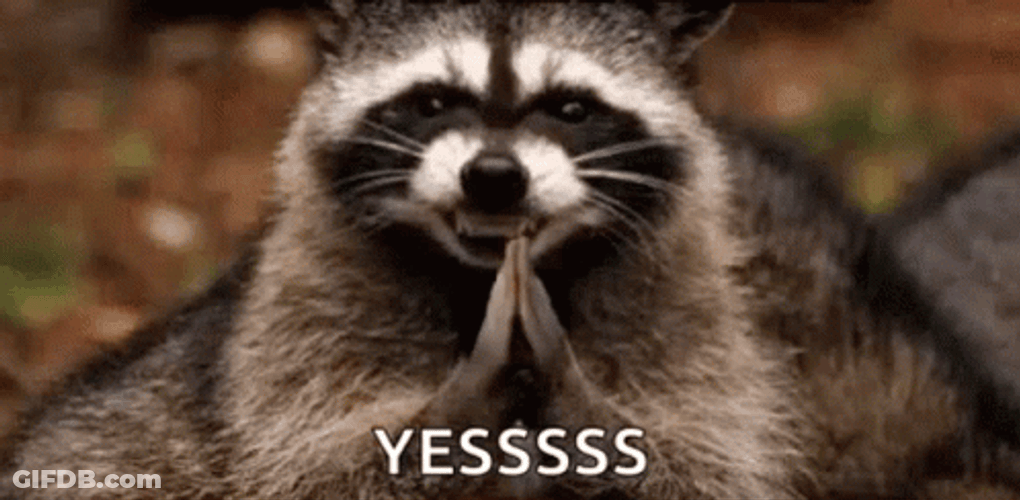 Clapping Raccoon Yess GIF