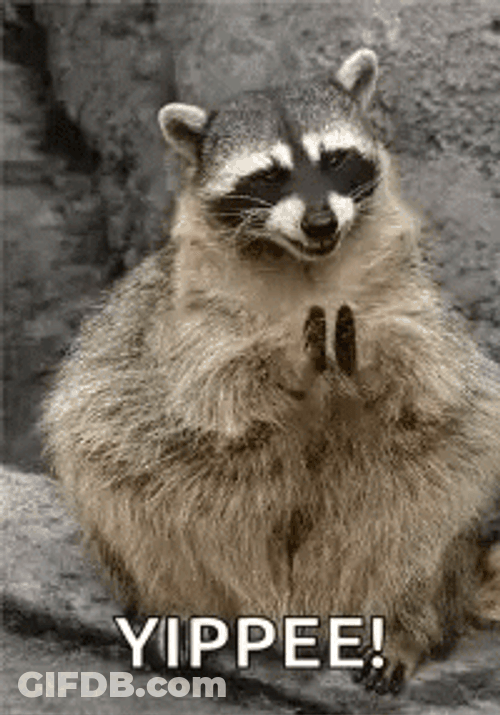 Clapping Racoon Yippee Meme GIF