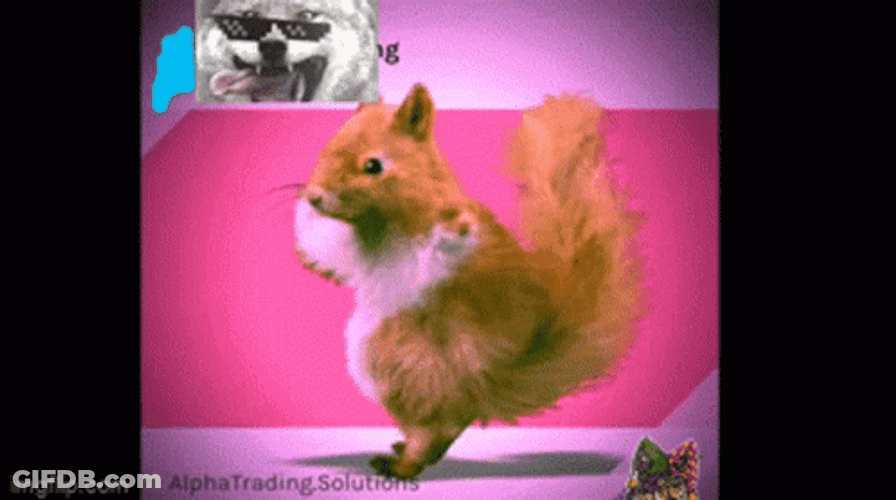Classic Dance Dancing Squirrel GIF
