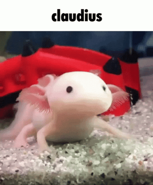 Claudius Delayed Chomp Axolotl Meme GIF