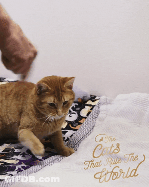 Claws Moving Cat GIF