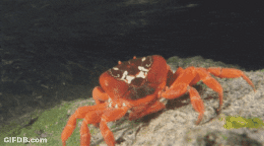 Claws Up Crab Rave GIF