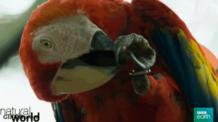Cleaning Macaw Claws GIF