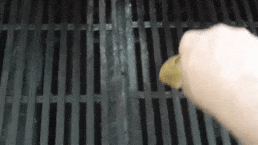 Cleaning Metal Grill Rubbing Lemon GIF
