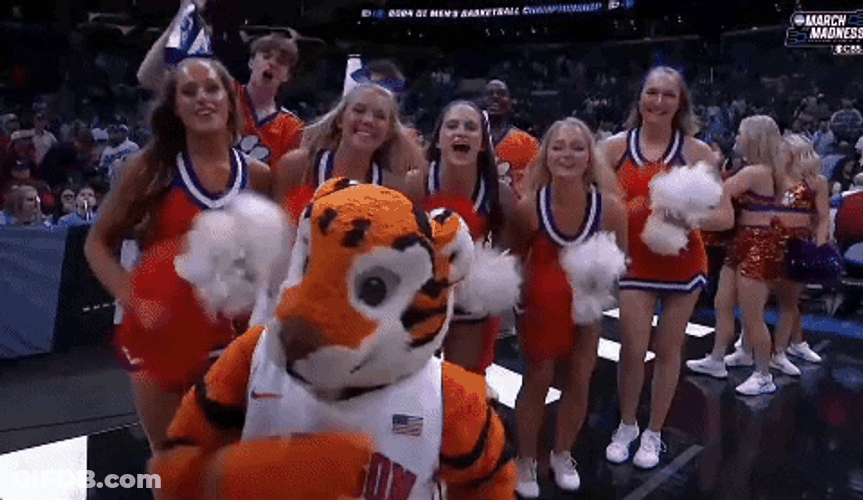 Clemson Mascot And Cheering Team GIF