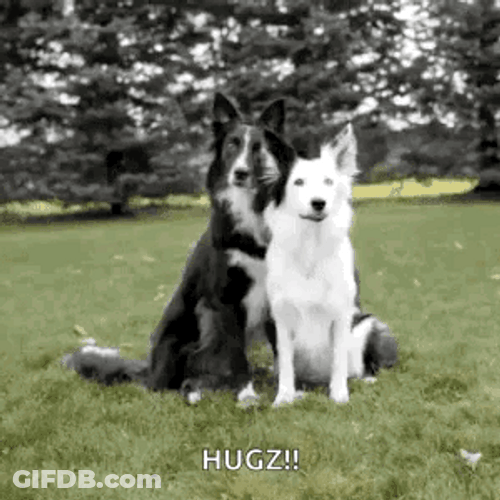 Clever Border Collie Pups Hugging GIF