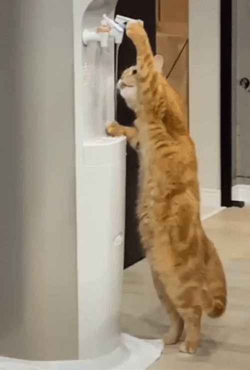 Clever Cat Drink Water From Water Cooler GIF