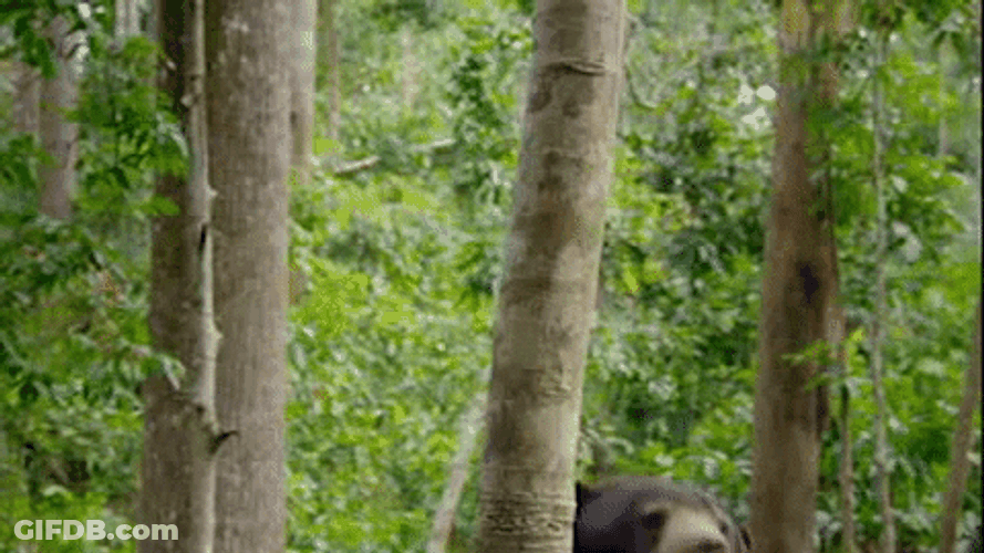 Climbing Bear Wildlife GIF