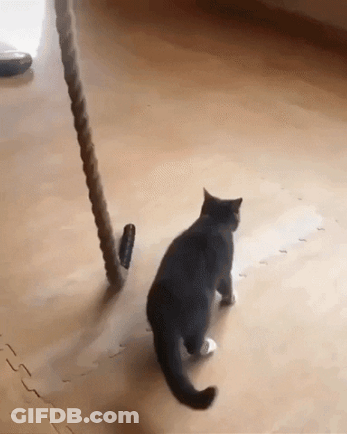 Climbing Cat Rope GIF