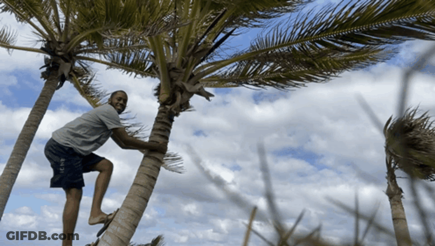 Climbing Coconut Tree GIF