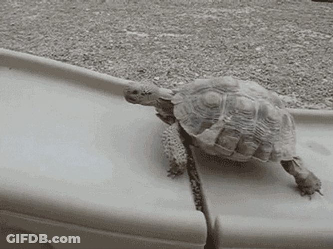 Climbing Turtle Slide Reaction GIF