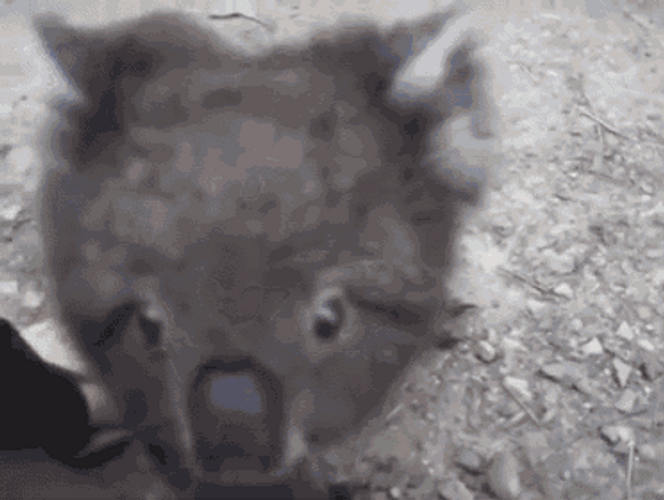 Clinging Black Koala GIF