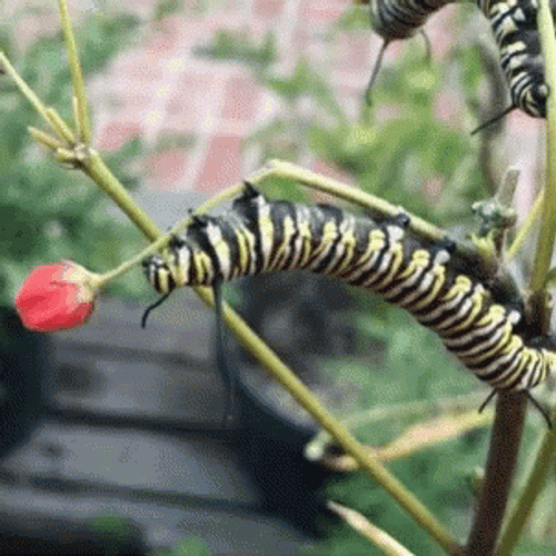 Clinging Monarch Caterpillar GIF