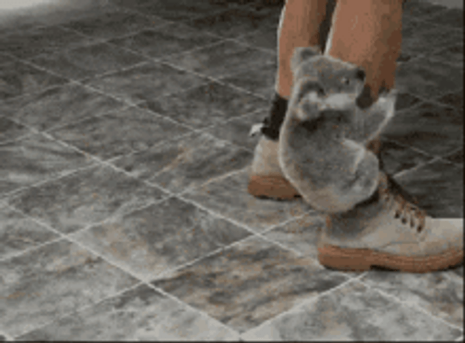 Clingy Baby Koala GIF