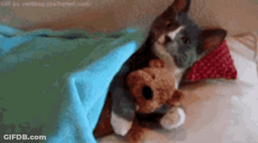 Clingy Cat Dog Hug GIF