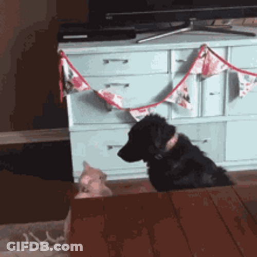 Clingy Dog Hug GIF
