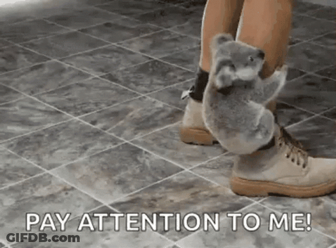 Clingy Koala Pay Attention To Me GIF