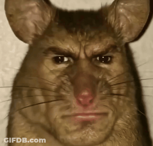 Close Up Angry Rat Face GIF
