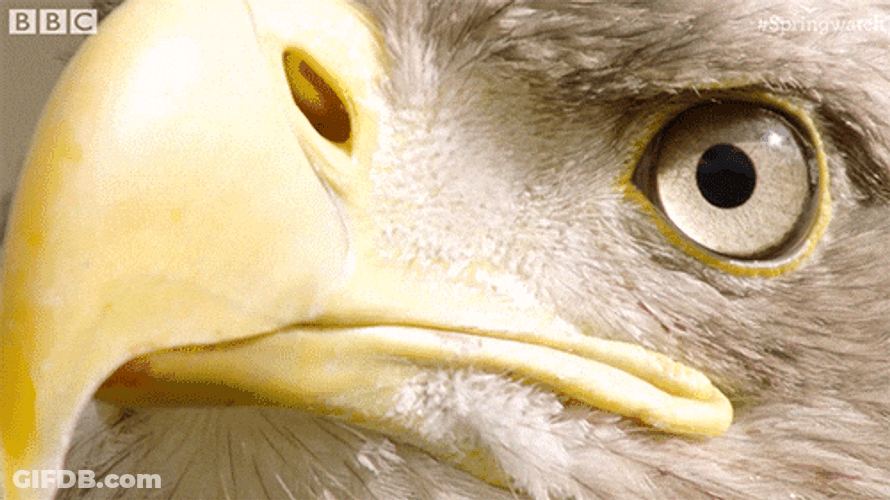 Close Up Bald Eagle Majestic Stare GIF