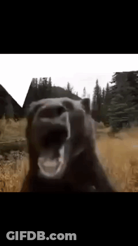 Close Up Bear With Mouth Open In Field GIF