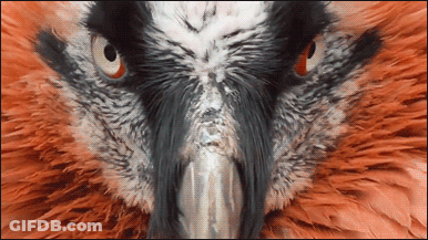 Close Up Bird Face With Orange Eyes GIF