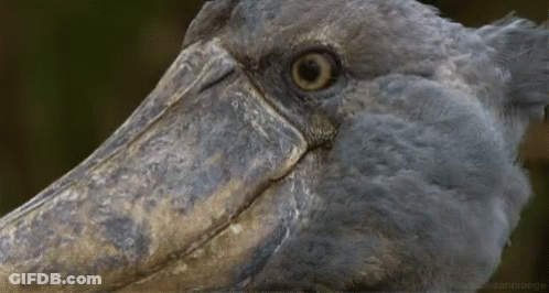 Close Up Bird Head With Long Beak And White Eyes GIF