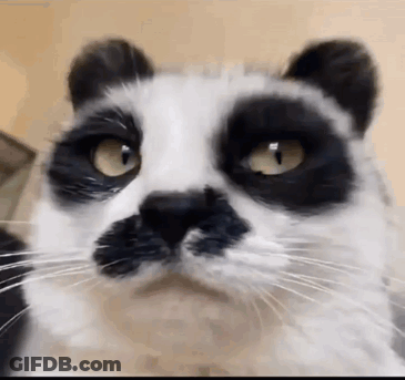 Close Up Black And White Cat With Yellow Eyes GIF