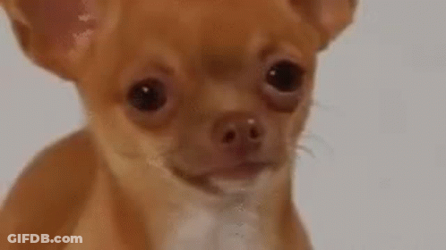 Close Up Brown Chihuahua Looking At Camera GIF