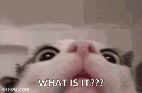 Close Up Cat Asking What Is It GIF
