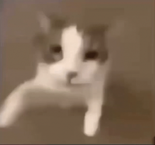 Close Up Cat Beso GIF