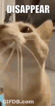 Close Up Cat Disappear GIF
