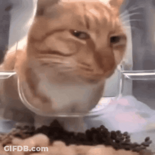 Close Up Cat Eating From Bowl GIF