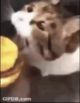 Close Up Cat Eating Hamburger GIF